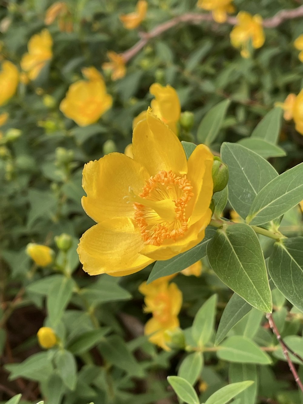 a yellow flower is blooming in a field