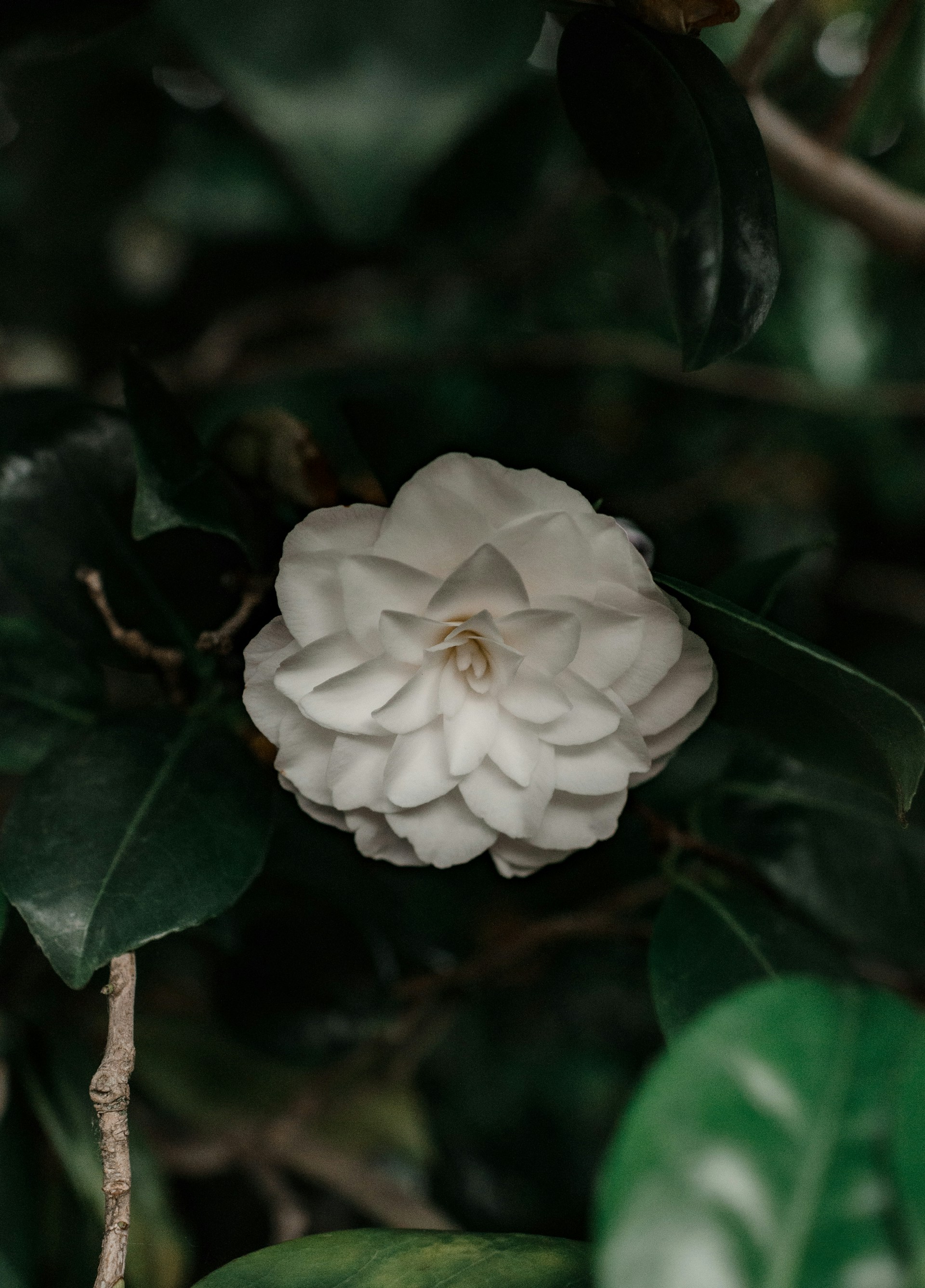 a large white flower on a tree branch