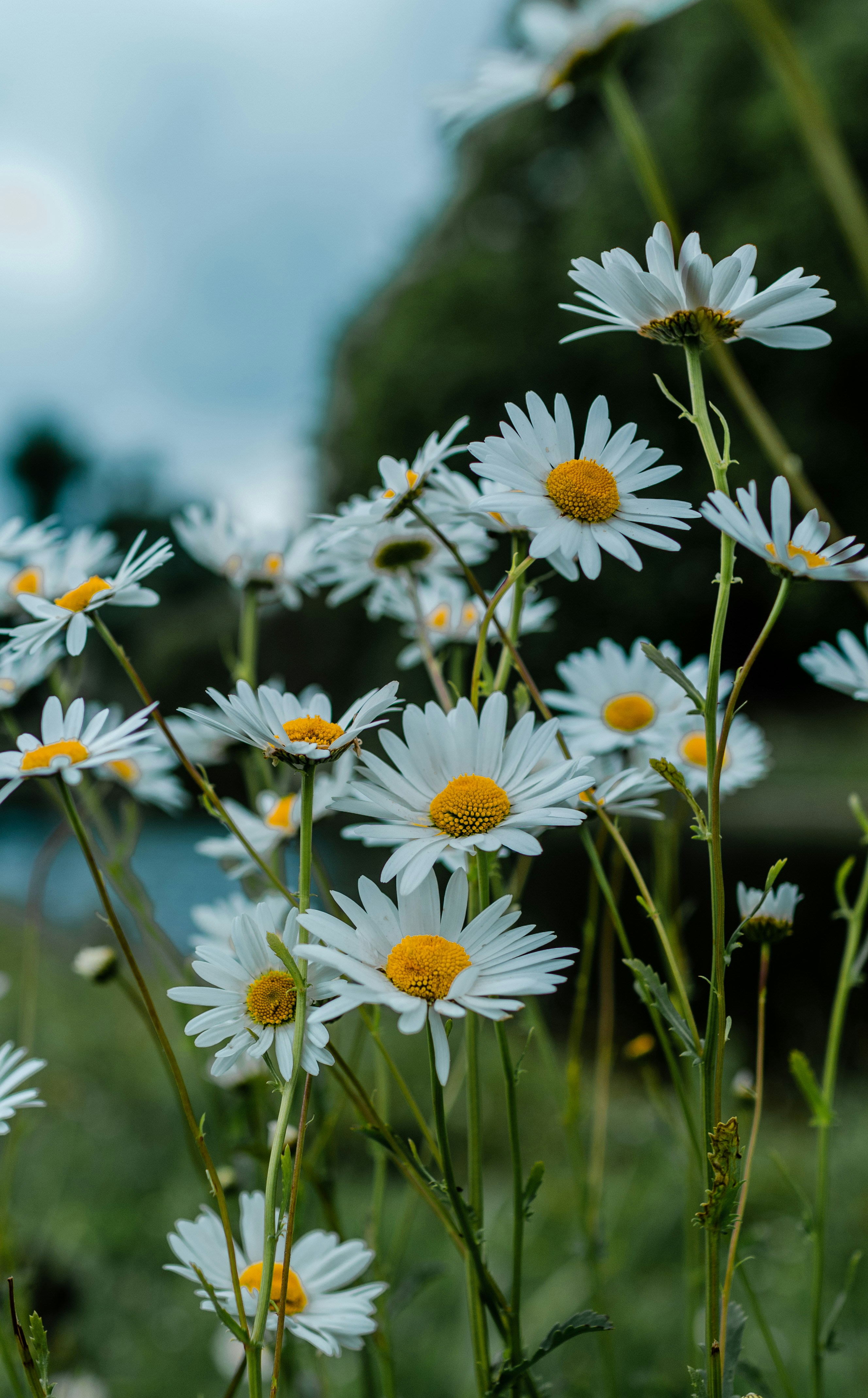 Photo by gamanalice3012