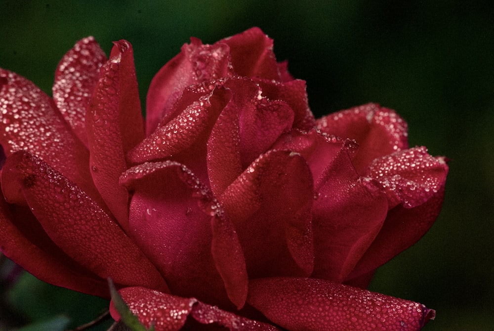 a red rose with drops of water on it