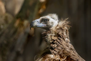 Side profile of a muscular Golden Boy Sweater bird standing strong against a blurred background.