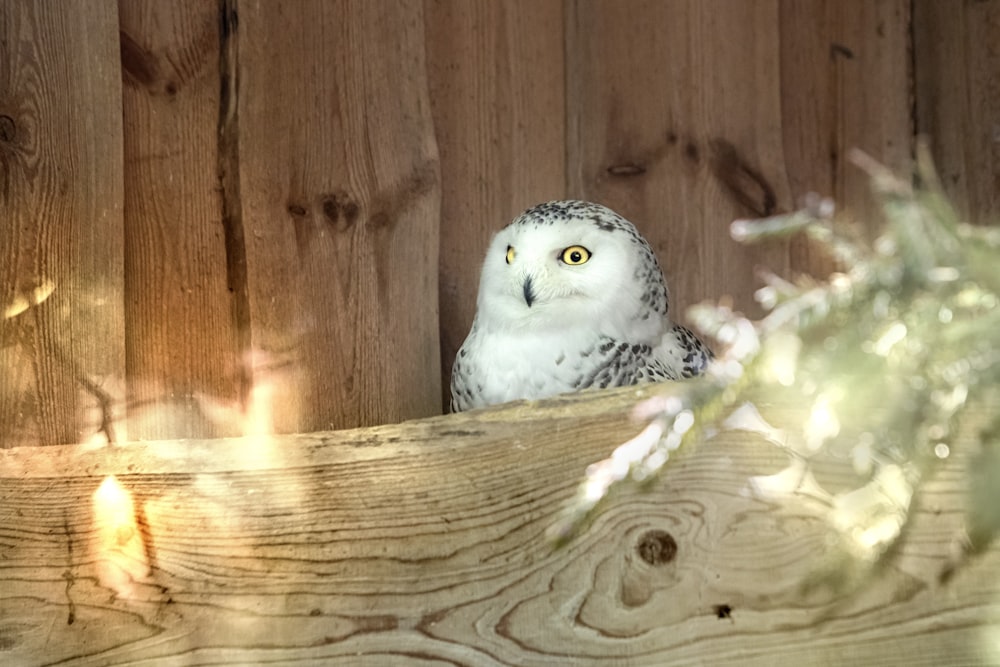 a white owl sitting on top of a wooden fence