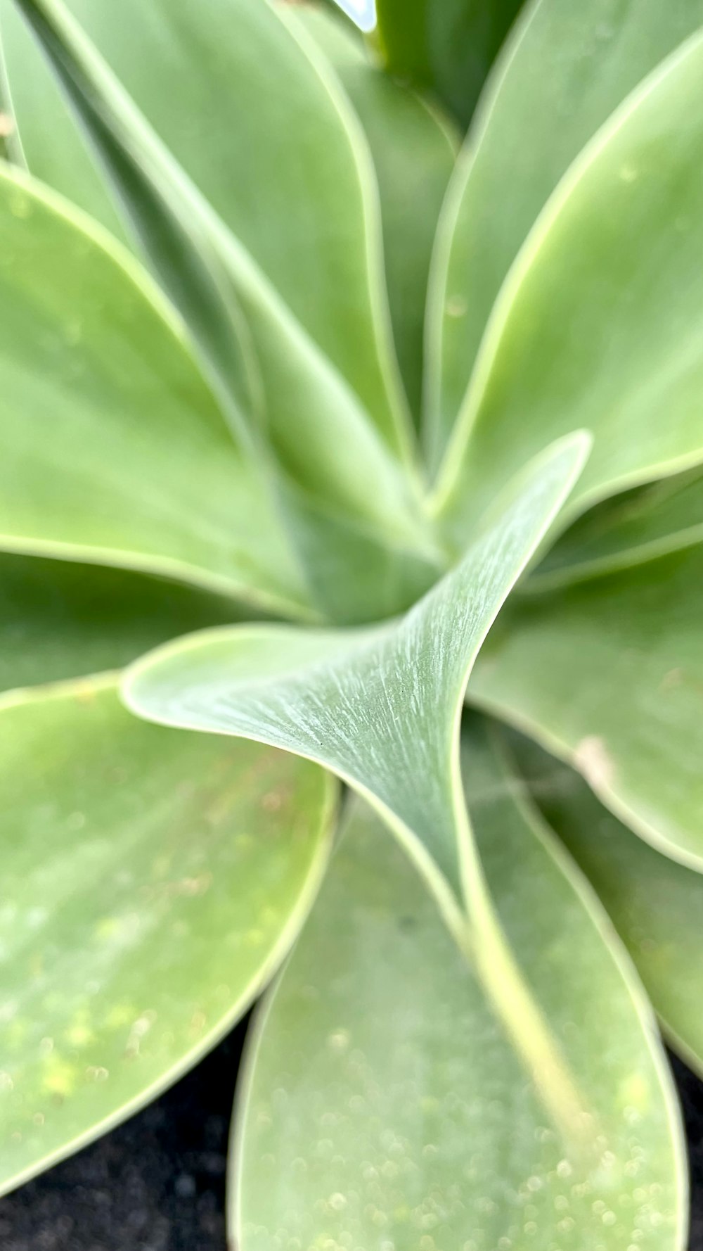 a close up of a green plant with leaves