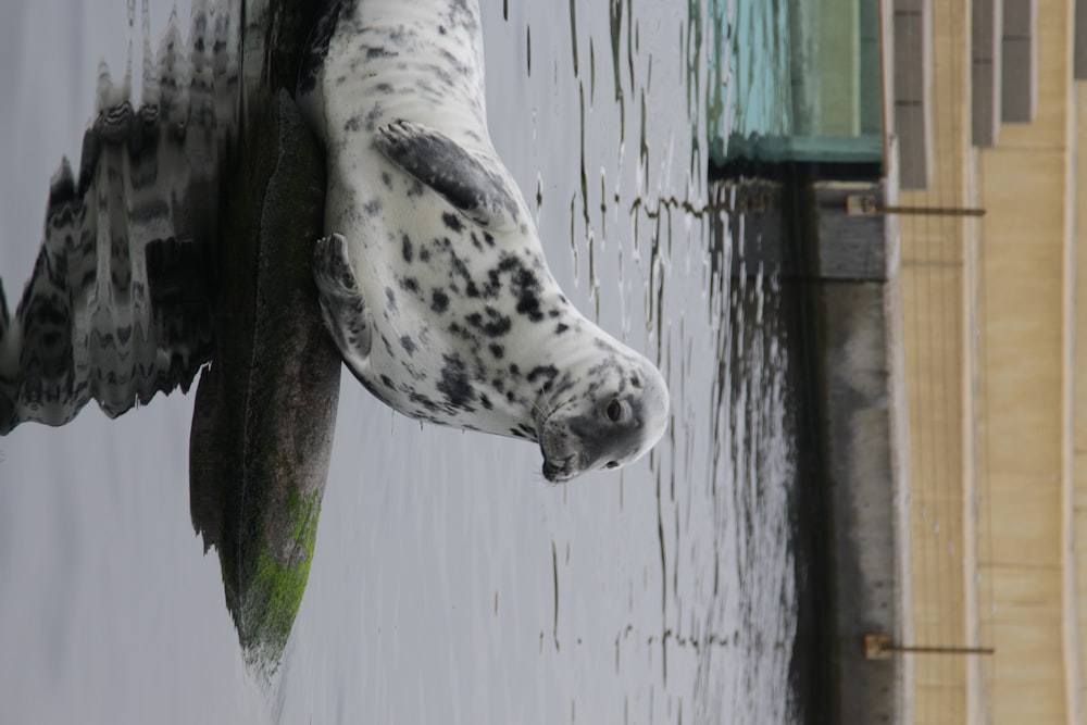 a seal sitting on a rock in the water