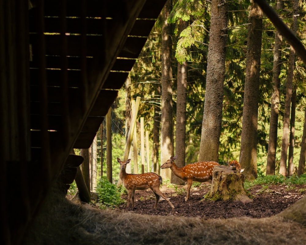 two deer standing next to each other in a forest