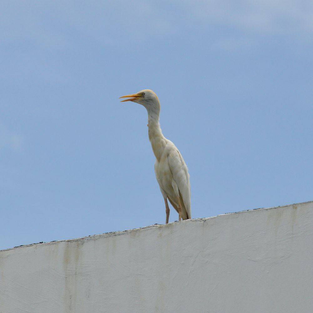um pássaro branco em pé no topo de uma parede branca