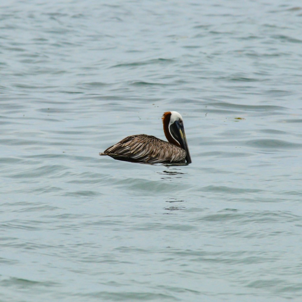 a large bird floating on top of a body of water
