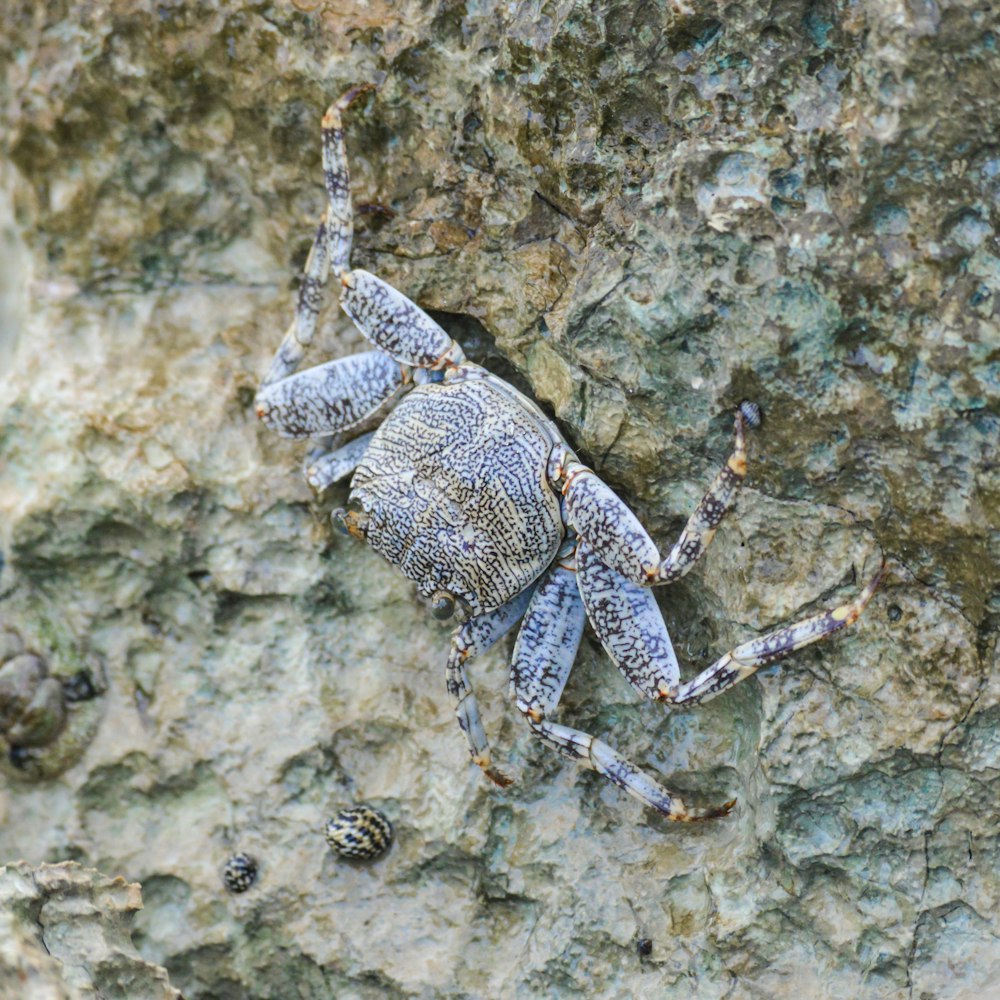 a close up of a bug on a rock