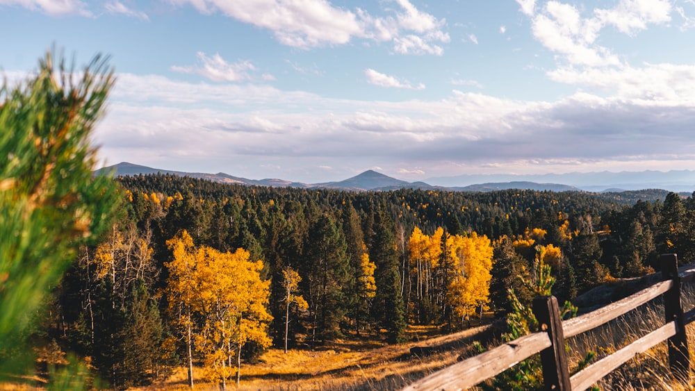 a wooden fence in the middle of a forest