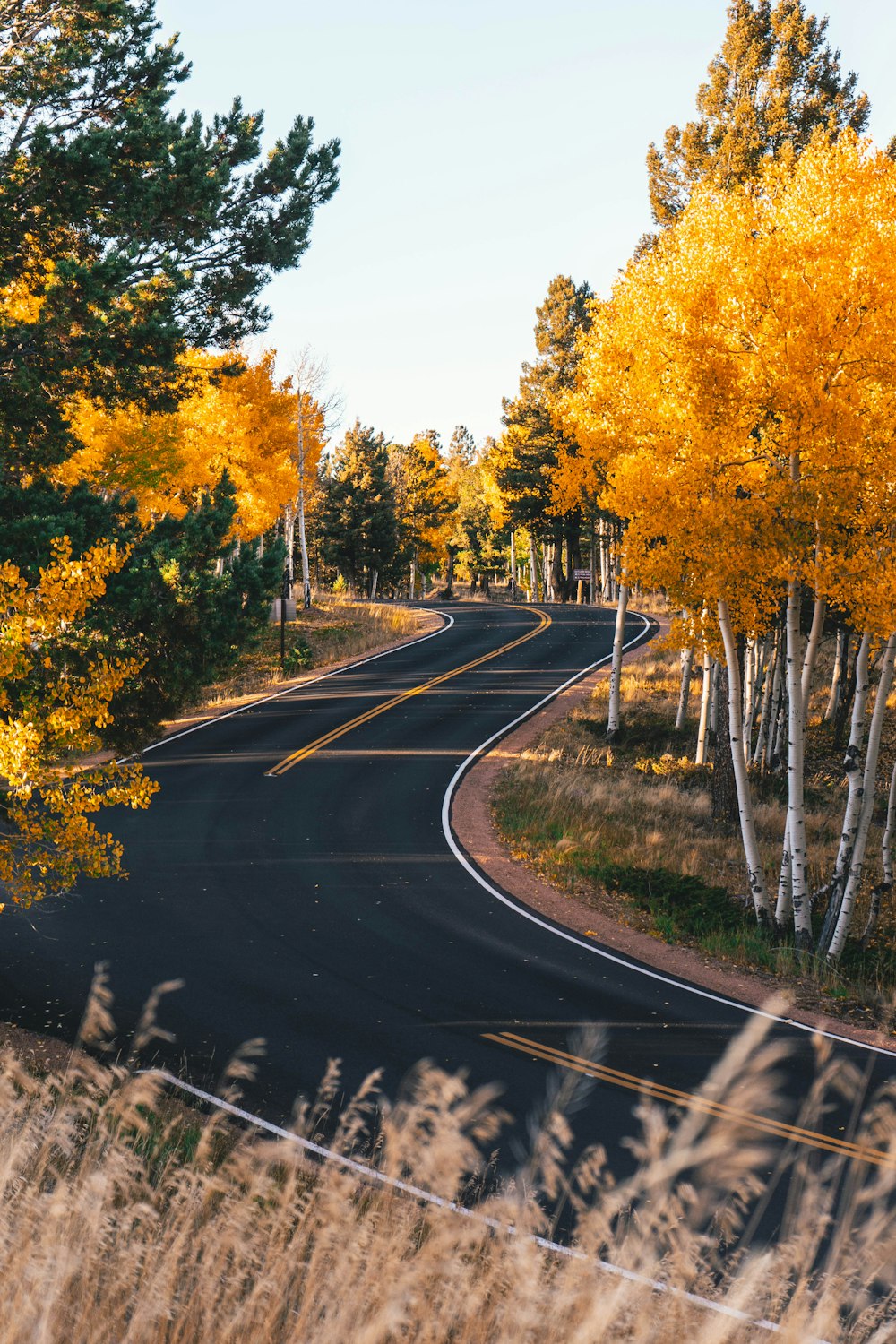 a winding road surrounded by trees with yellow leaves