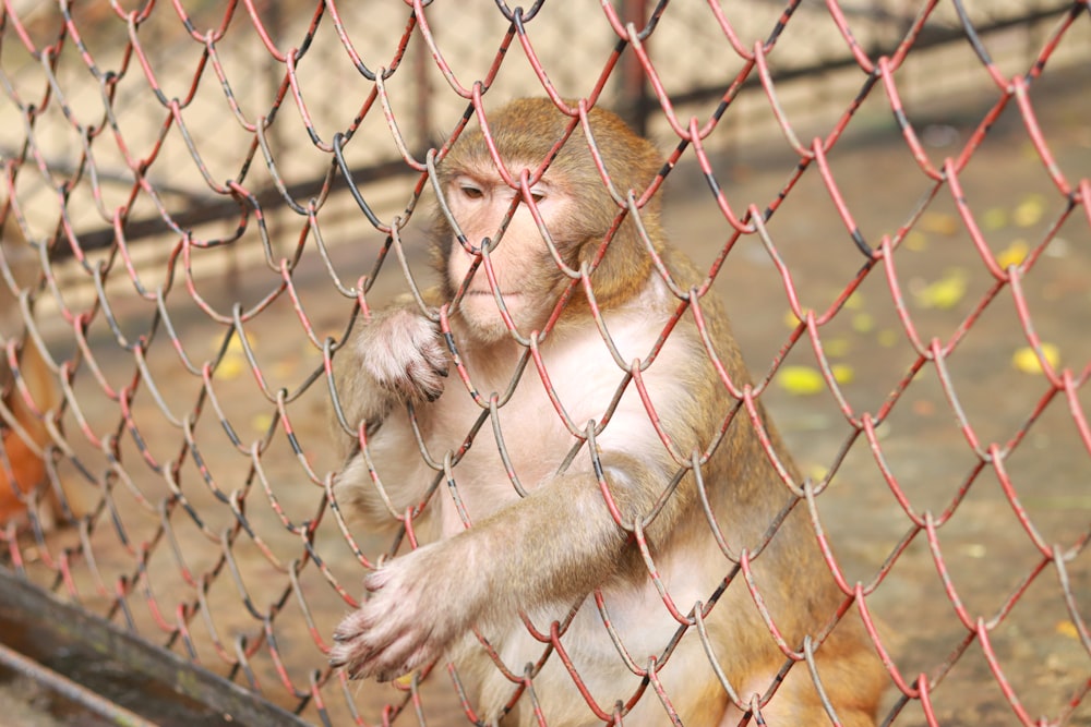 a monkey sitting behind a chain link fence