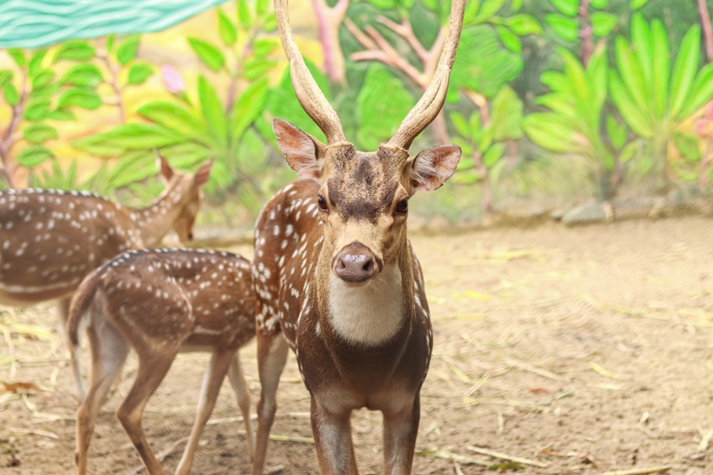 a couple of deer standing on top of a dirt field