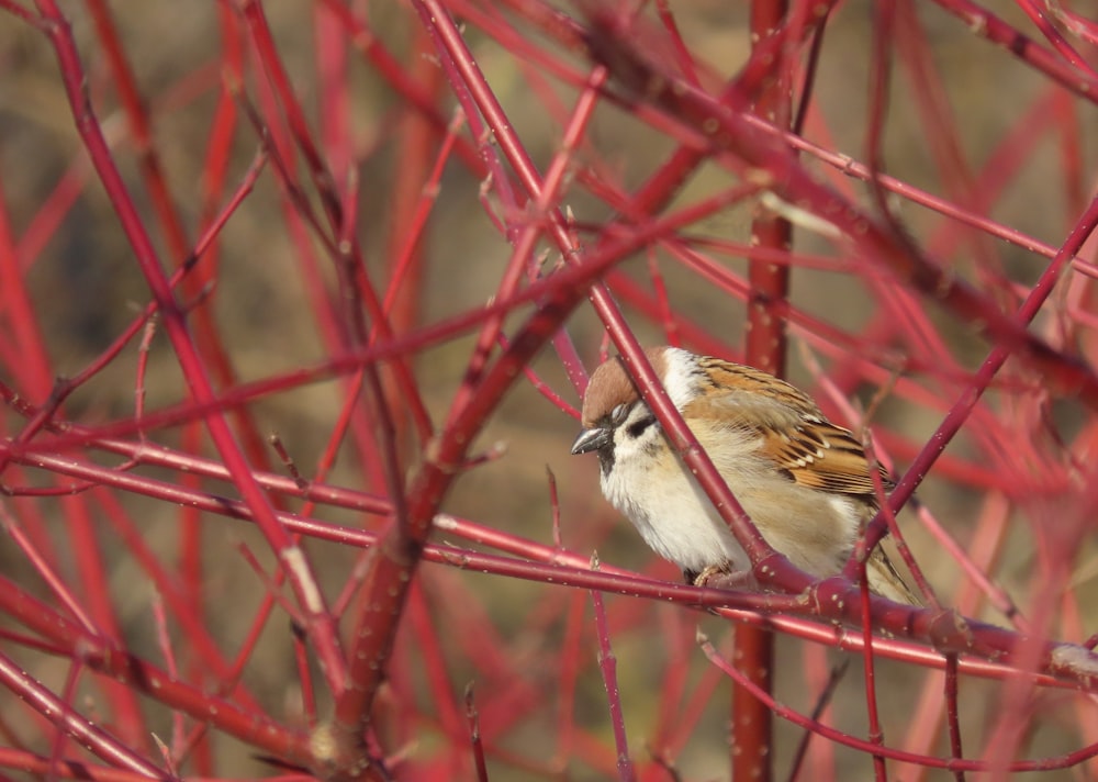 a small bird perched on top of a tree branch