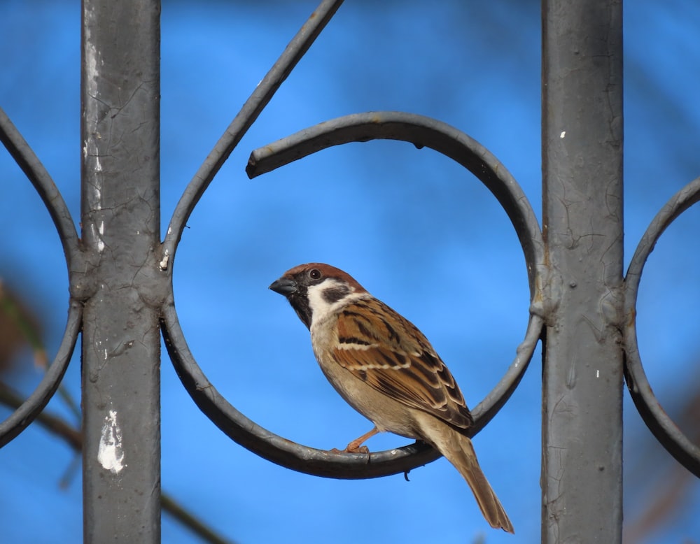 a small bird perched on top of a metal fence