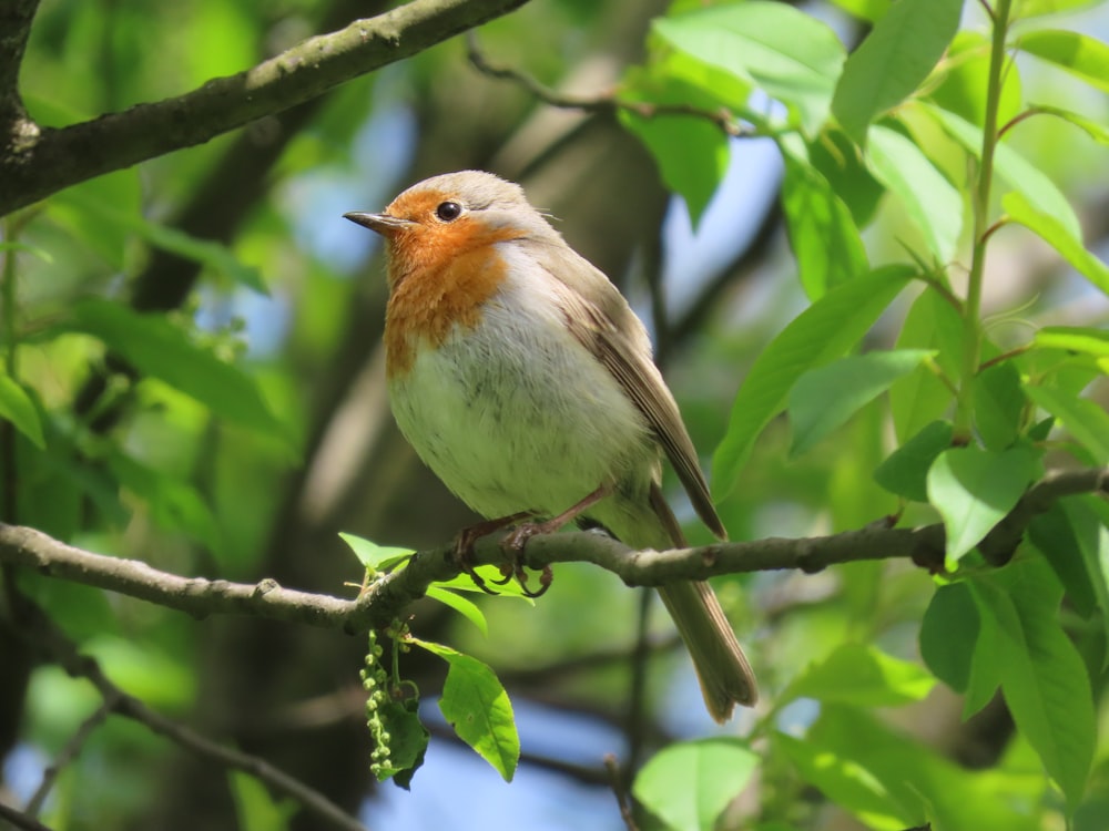 a small bird perched on a tree branch