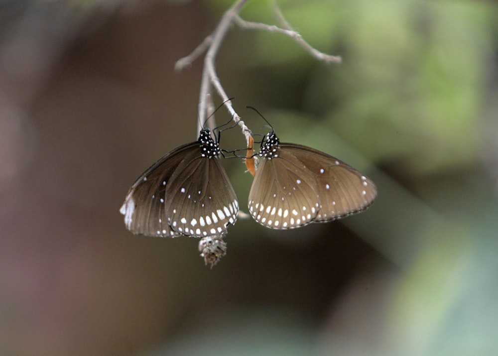 a couple of butterflies sitting on top of a tree branch