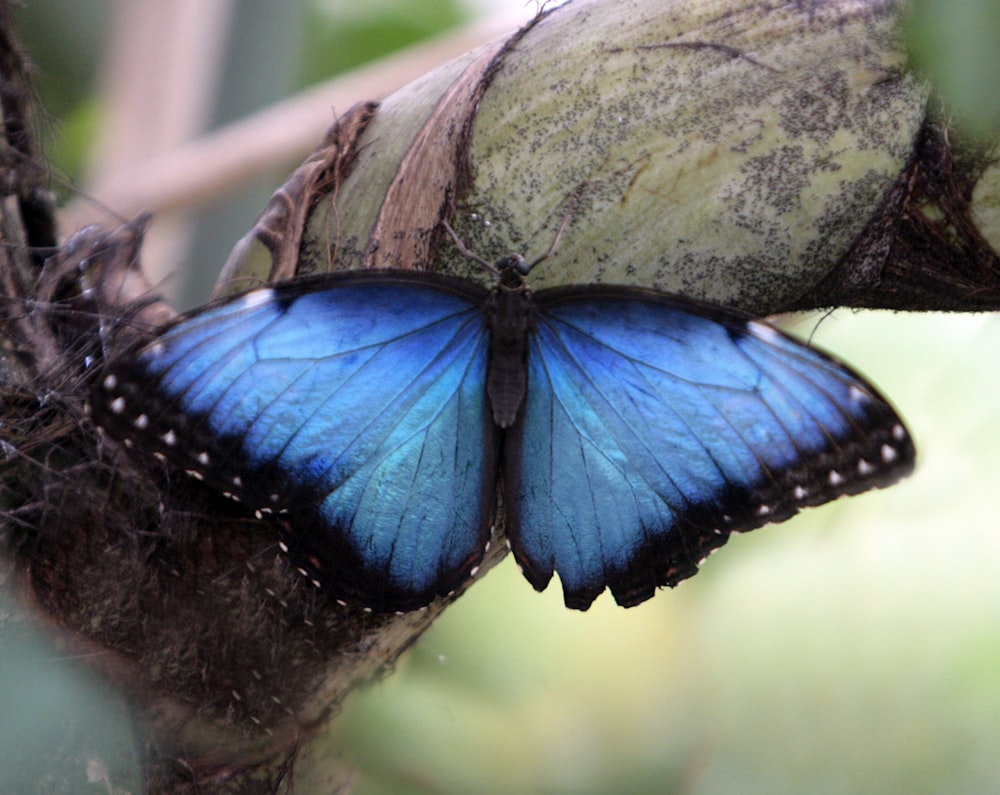 a blue butterfly sitting on top of a plant