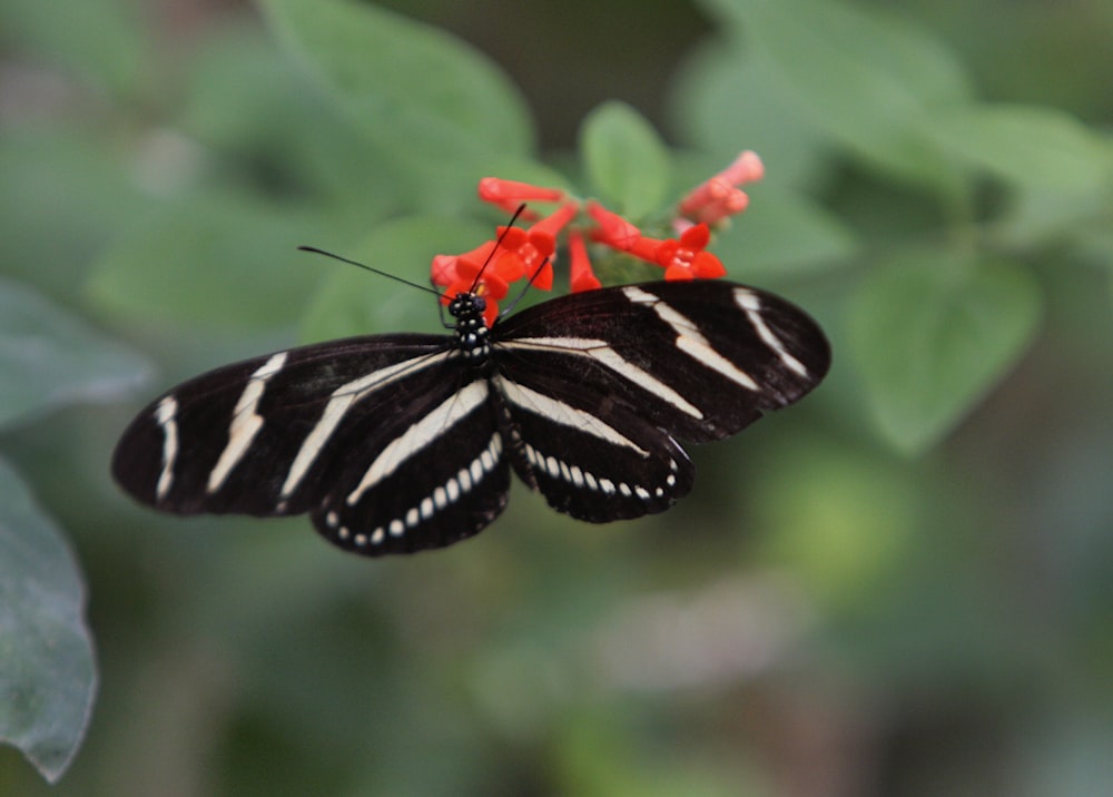 a black and white butterfly sitting on a red flower