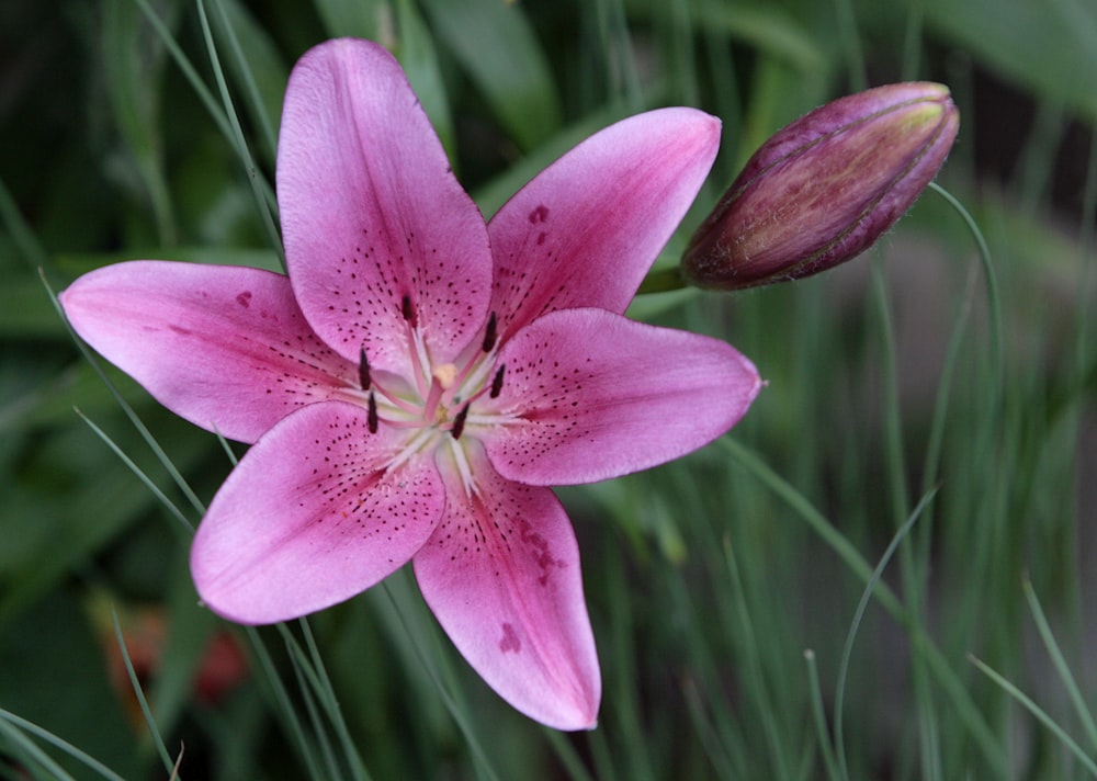 a close up of a pink flower in a field