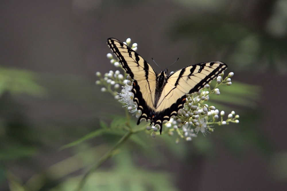 a yellow and black butterfly sitting on a white flower