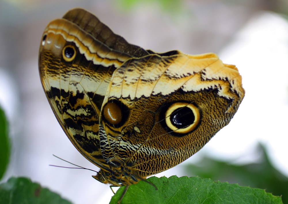 a close up of a butterfly on a leaf