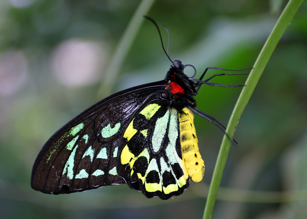 a black and yellow butterfly sitting on top of a green plant