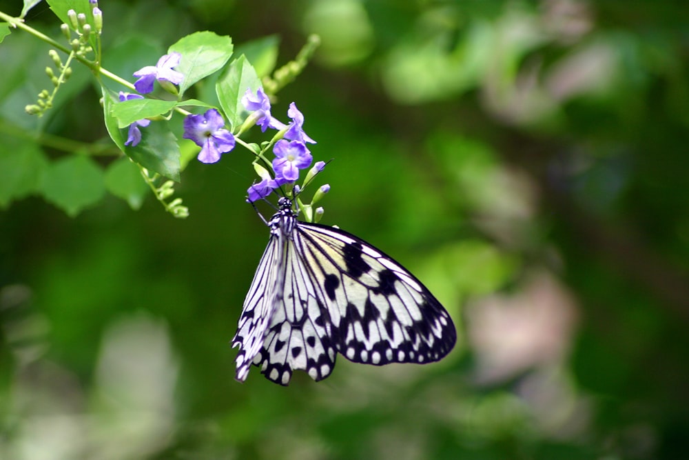 a butterfly that is sitting on a flower