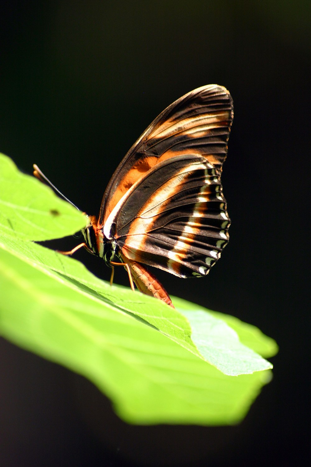 a striped butterfly sitting on a green leaf