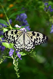a black and white butterfly sitting on a purple flower