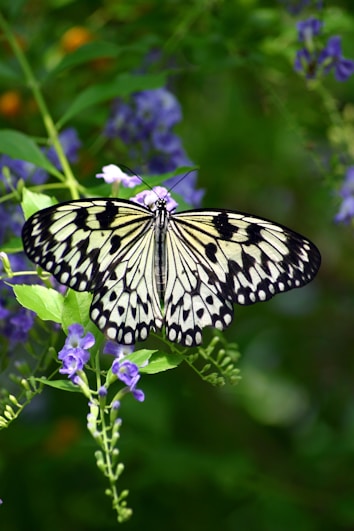 a black and white butterfly sitting on a purple flower