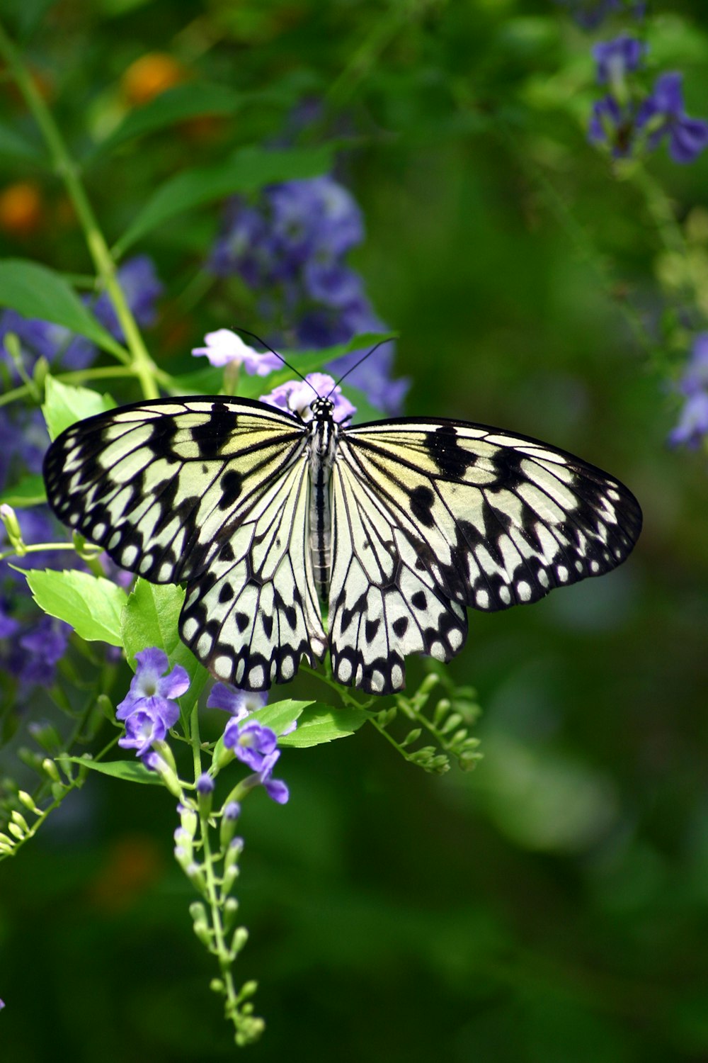 a black and white butterfly sitting on a purple flower