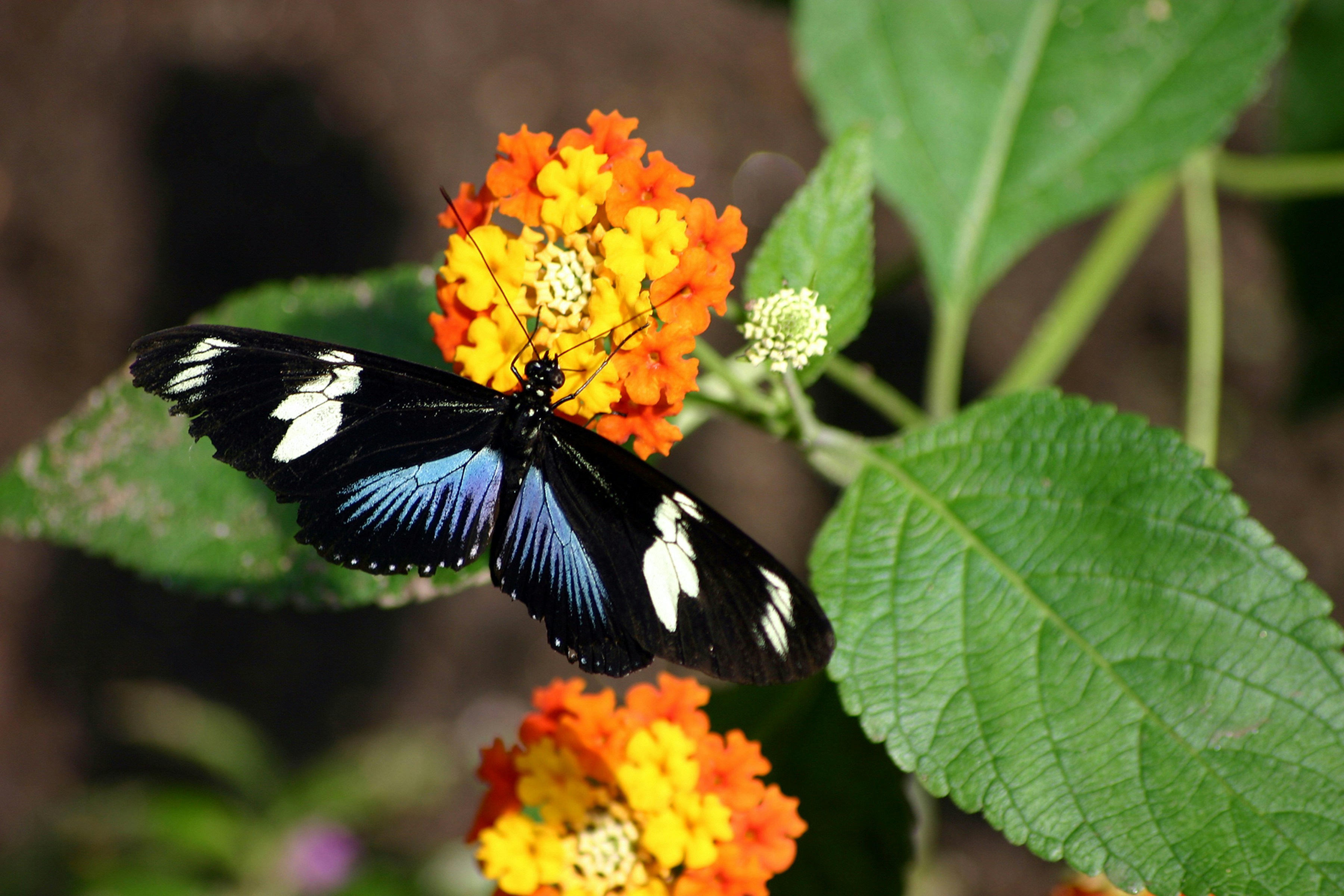 A black and white butterfly sitting on a flower photo – Free Ma Image ...
