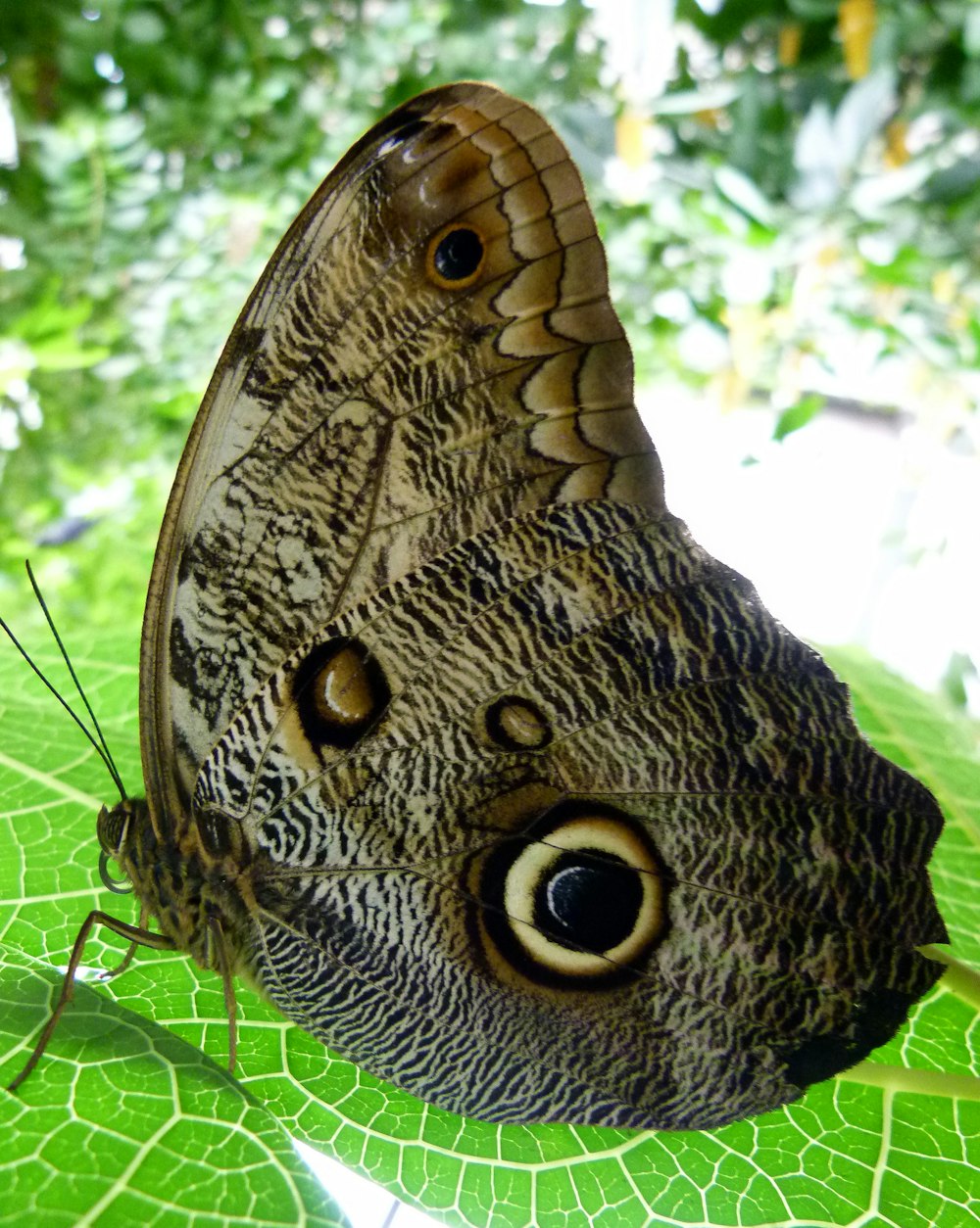 a close up of a butterfly on a leaf