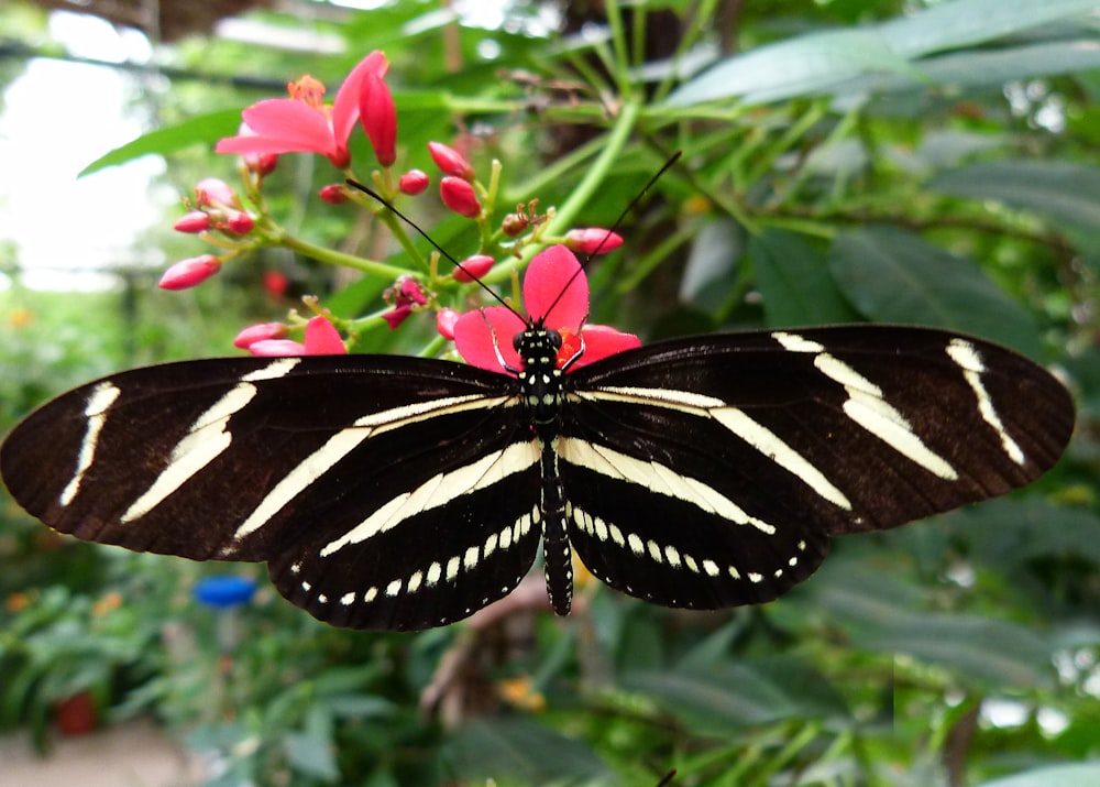 a black and white butterfly sitting on top of a pink flower