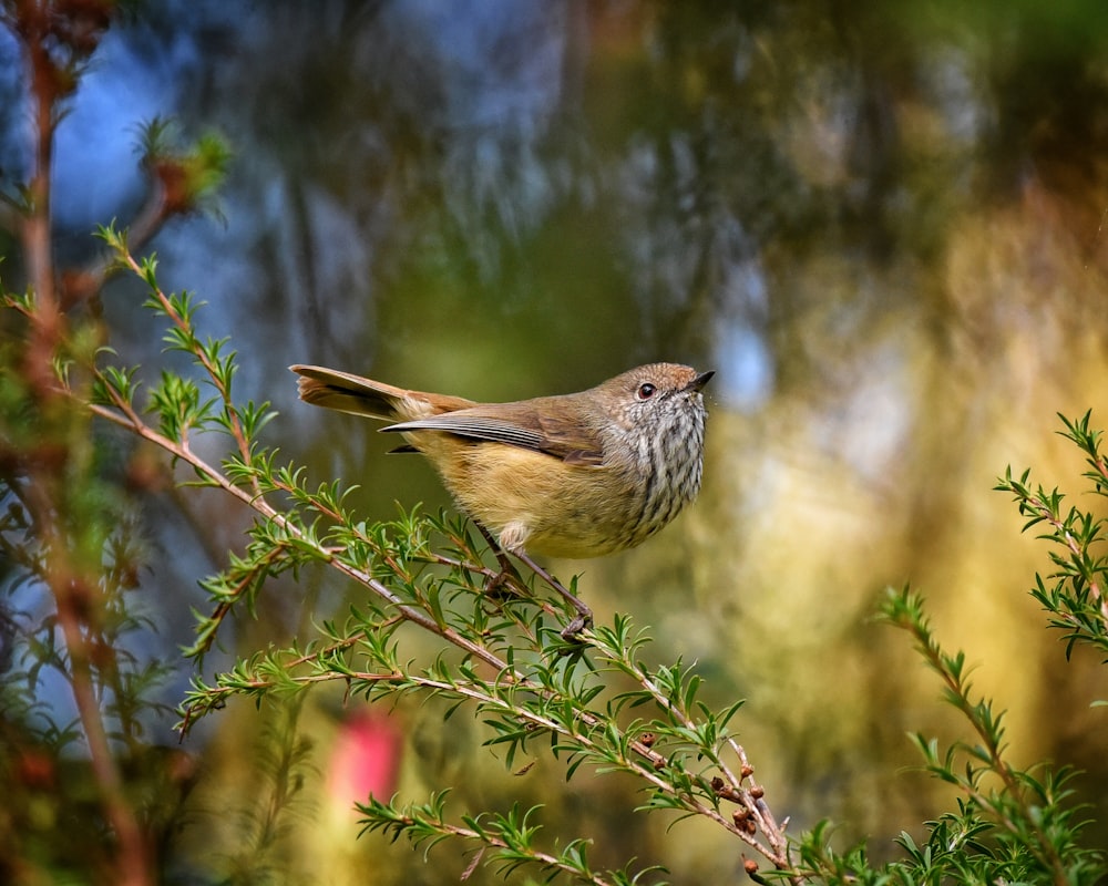 a small bird perched on top of a tree branch