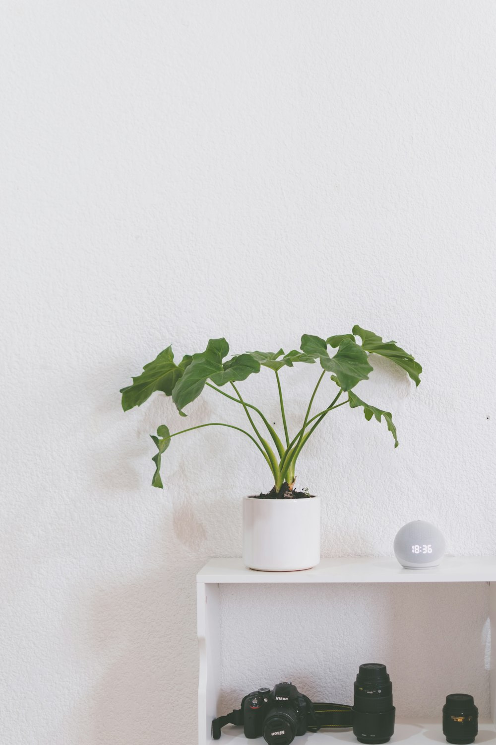 a white shelf with a potted plant on top of it