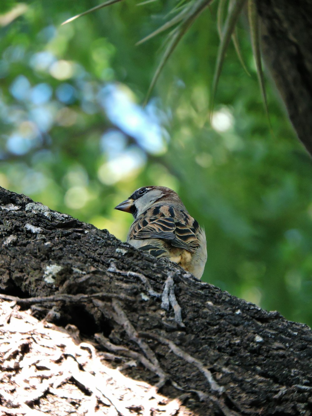 a small bird perched on a tree branch