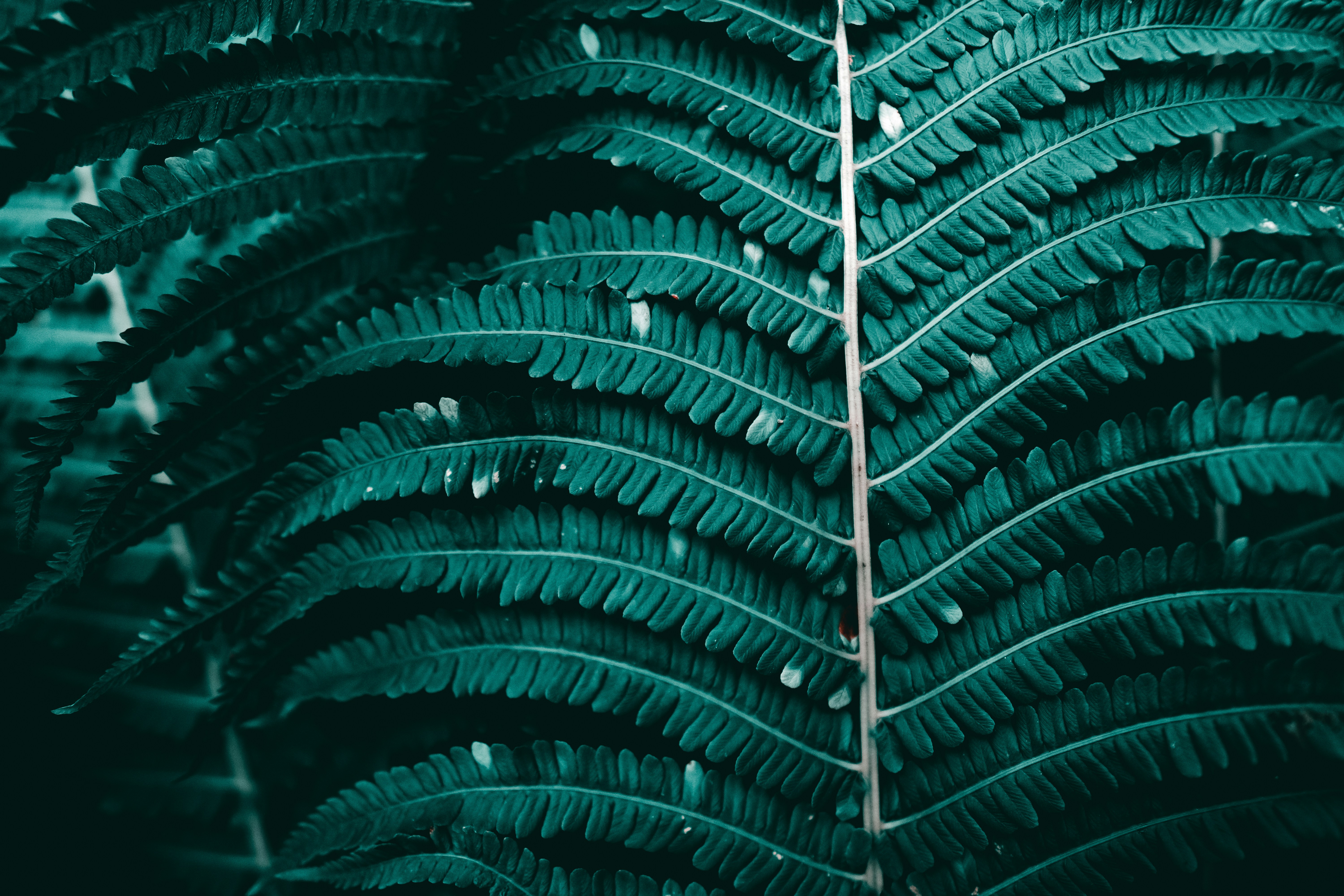 Photo by emmanuelphaeton