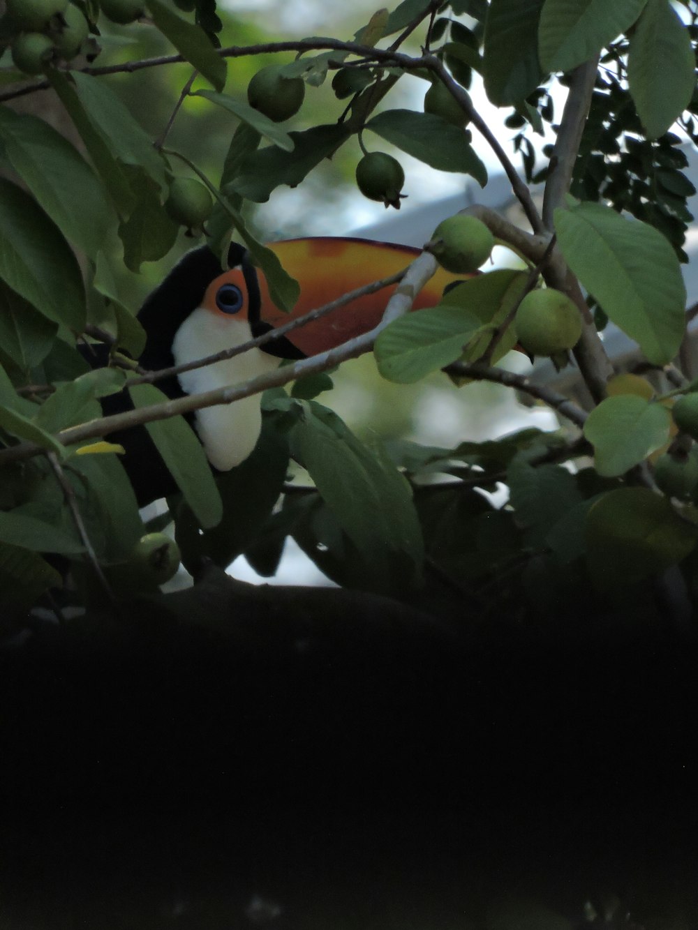 a toucan sitting on top of a tree branch