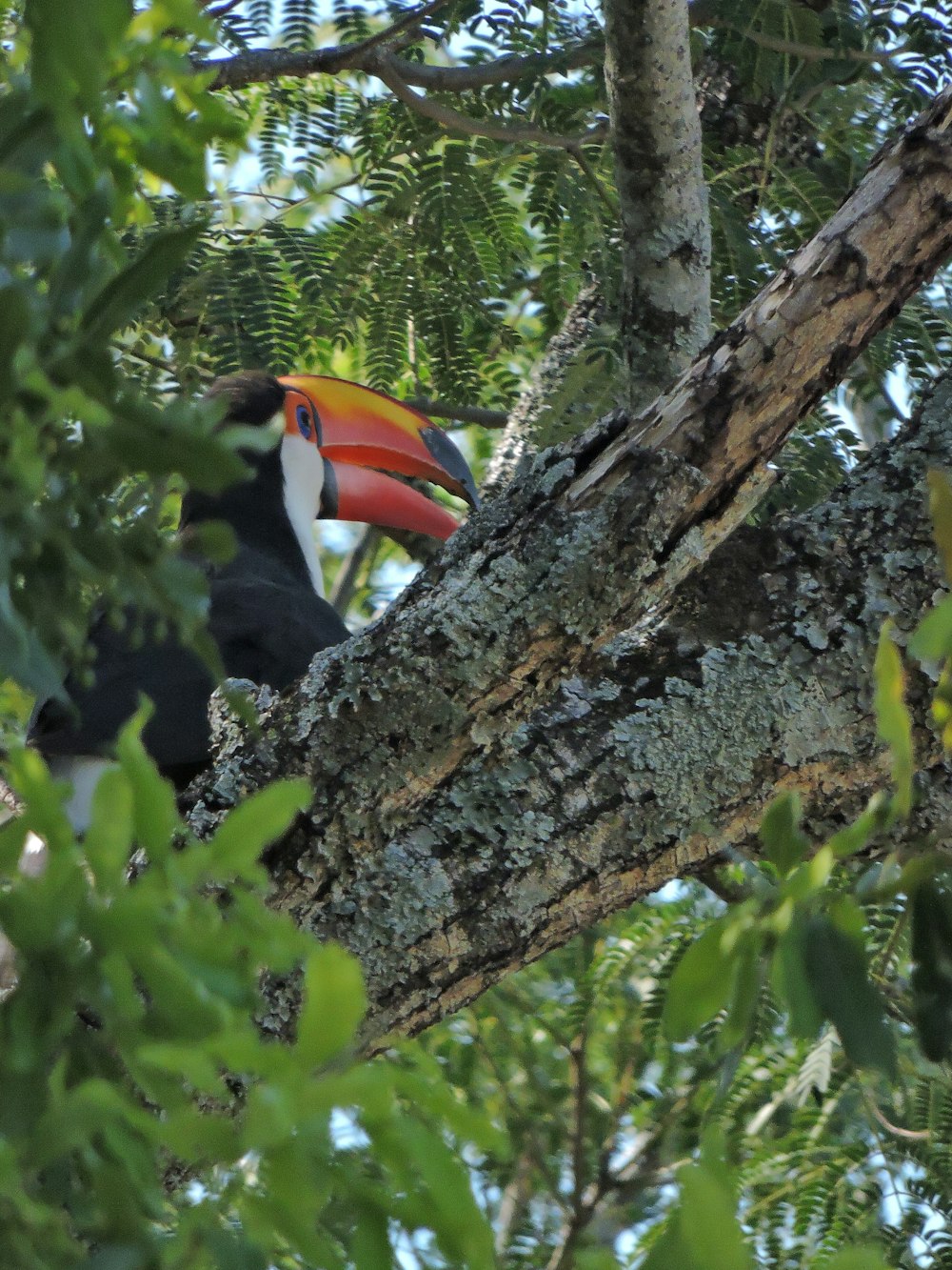 Ein Tukan sitzt auf einem Ast in einem Wald