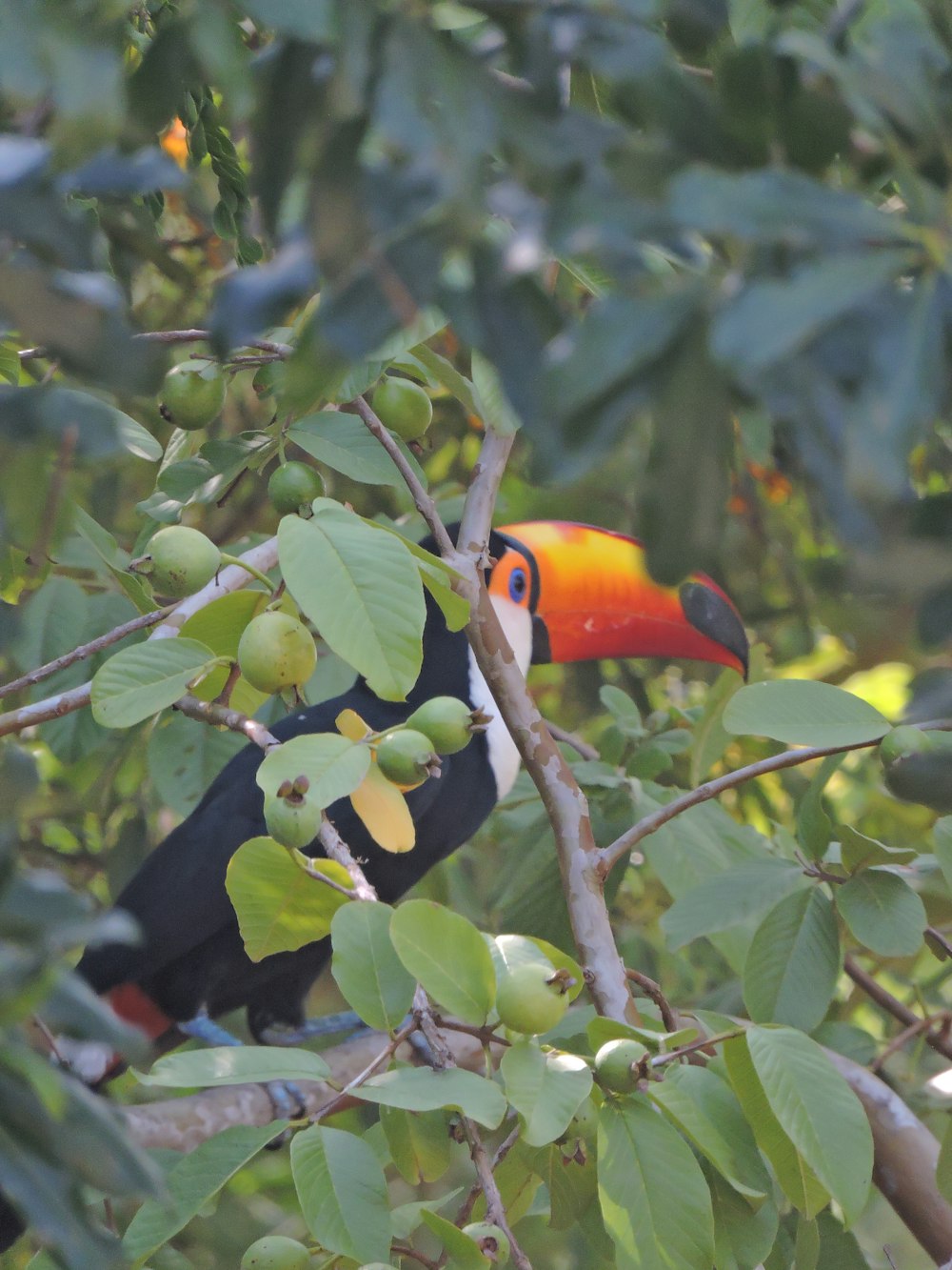 a colorful toucan perched on a tree branch