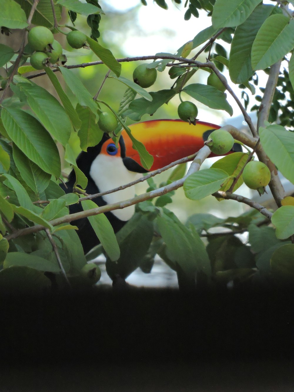 um tucano colorido sentado em cima de um galho de árvore
