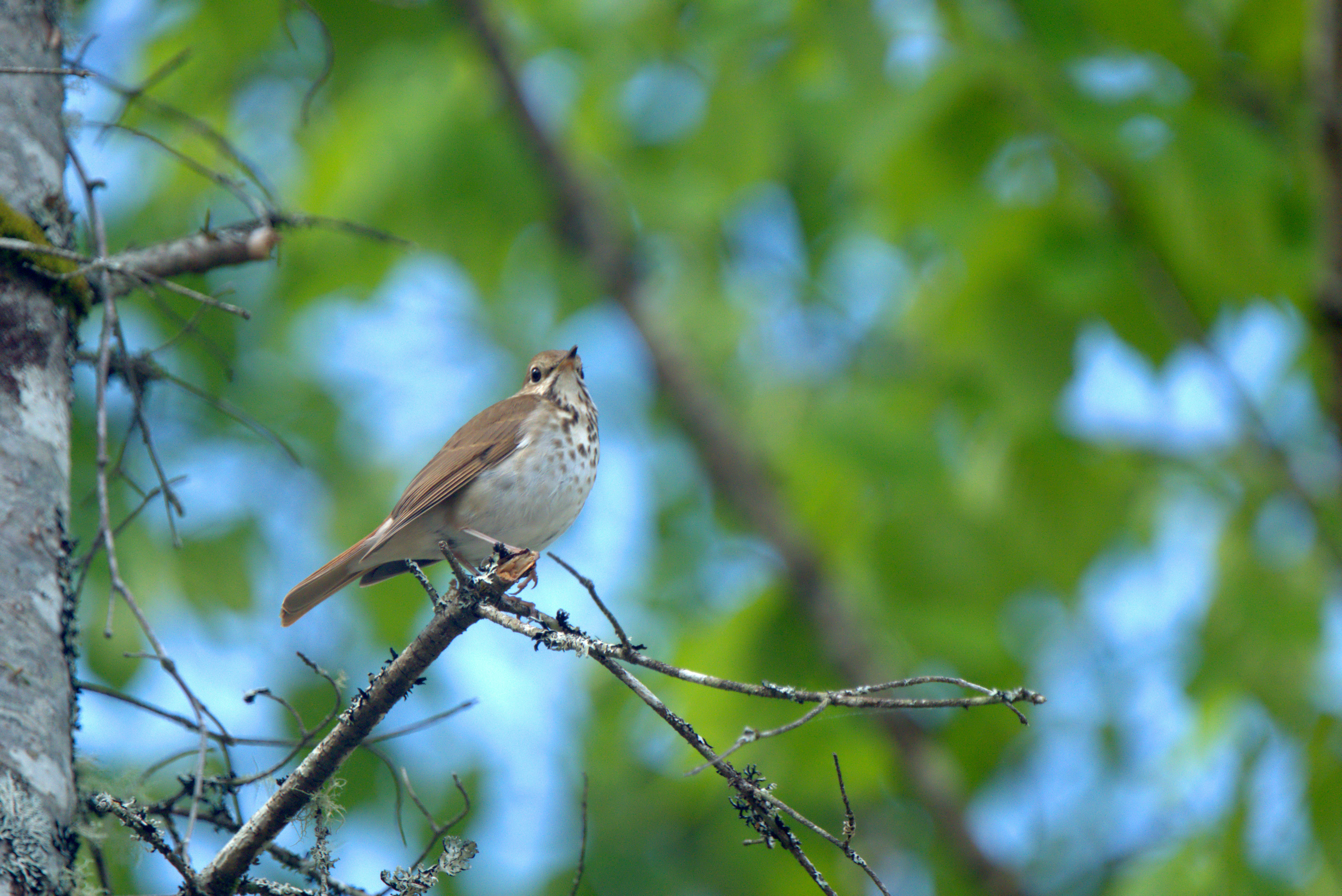 8. Wood Thrush (image credits: unsplash)