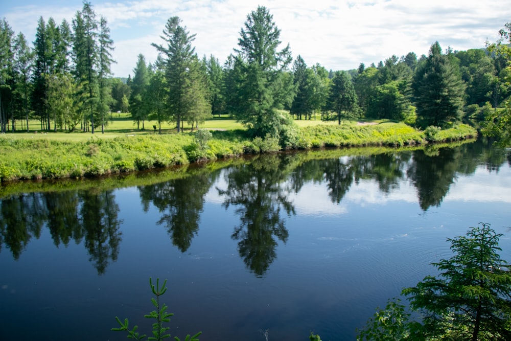 a river running through a lush green forest