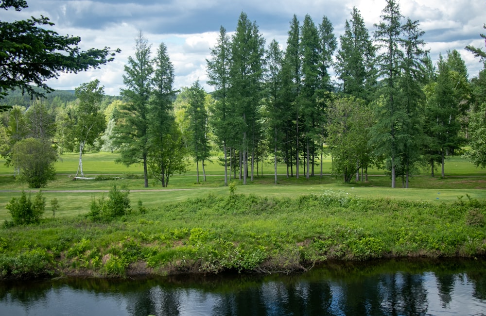 a river running through a lush green forest