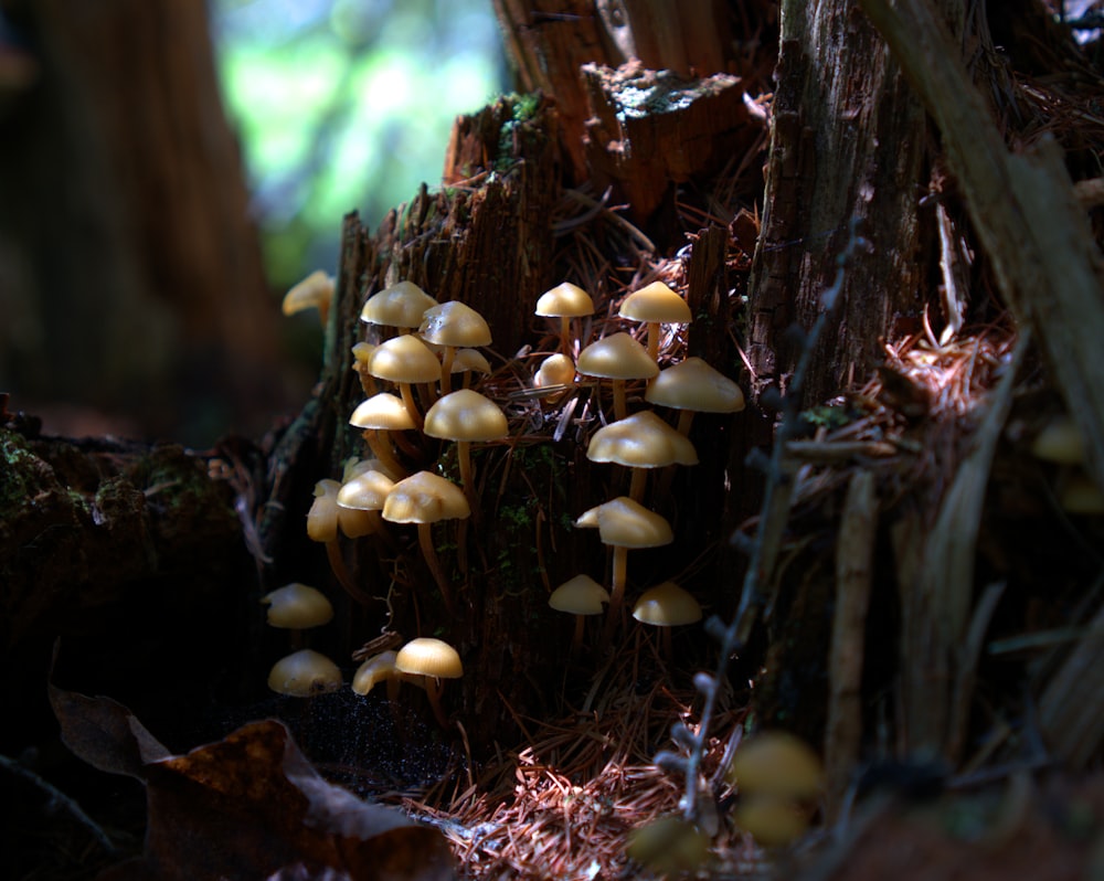 a group of mushrooms growing on a tree stump