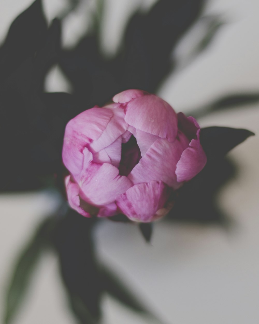 a pink flower with a black stem on a white surface