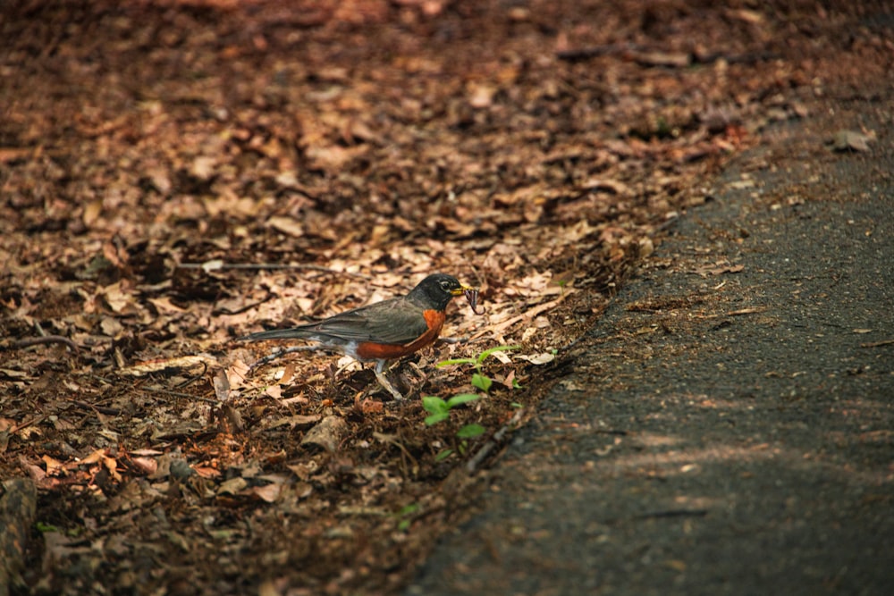 a small bird is standing on the ground