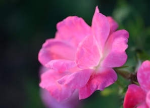 A close-up of a blooming flower in soft pink hues.
