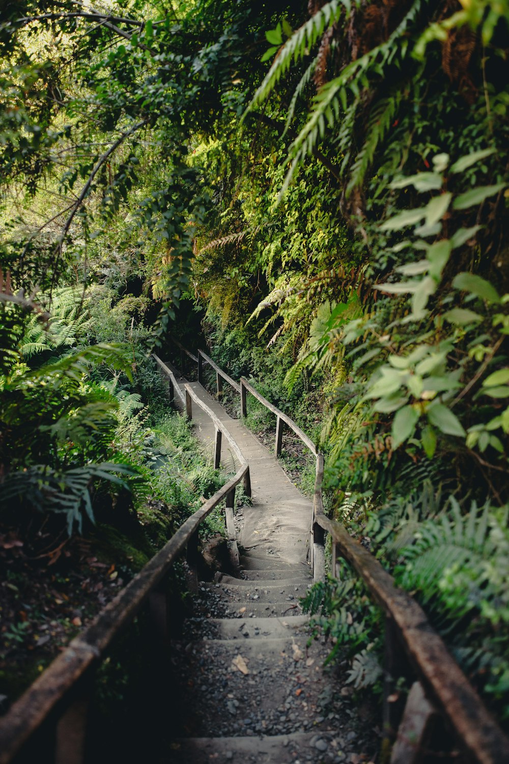 a set of stairs leading to a lush green forest
